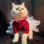 Cat Clothes Pet Dress Wedding Dress Teddy Female Tutu Spring Dress - Image 5