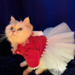 Cat Clothes Pet Dress Wedding Dress Teddy Female Tutu Spring Dress - Image 3