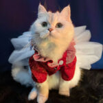 Cat Clothes Pet Dress Wedding Dress Teddy Female Tutu Spring Dress - Image 2