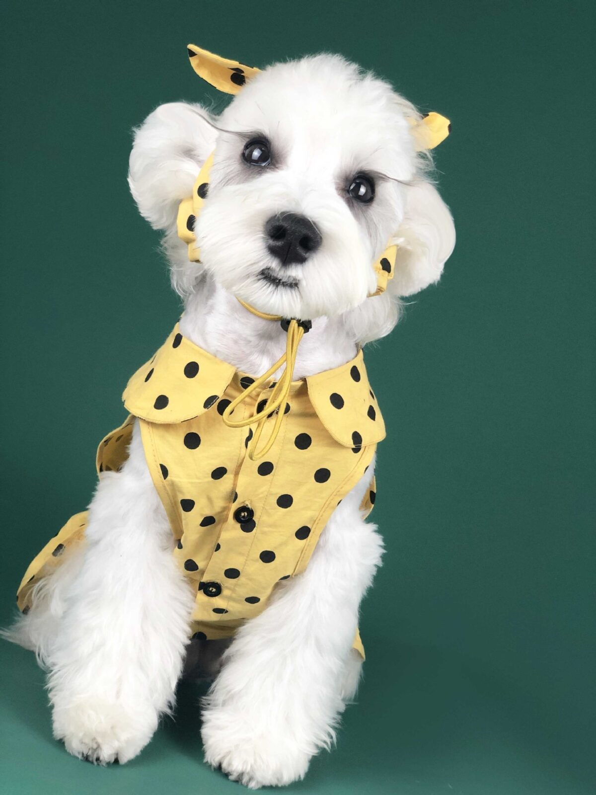 Dog Clothes Summer Thin Small Dog Cute Princess Dress Teddy Schnauzer Corgi Cat Pet Outfit - Image 2