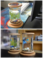 Small Office Glass Aquarium Bamboo Base Mini Fish Tank Decoration Fish Bowl - Image 5