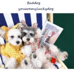 Dog Clothes Summer Thin Small Dog Dress Pet Clothes - Image 4