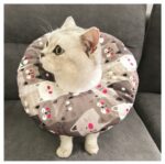 Waterproof Pet Sterilization, Bite, Lick, And Scratch-proof Headgear - Image 7