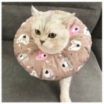 Waterproof Pet Sterilization, Bite, Lick, And Scratch-proof Headgear - Image 9