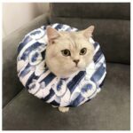 Waterproof Pet Sterilization, Bite, Lick, And Scratch-proof Headgear - Image 10