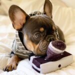 Dog camera photo prop toy - Image 3