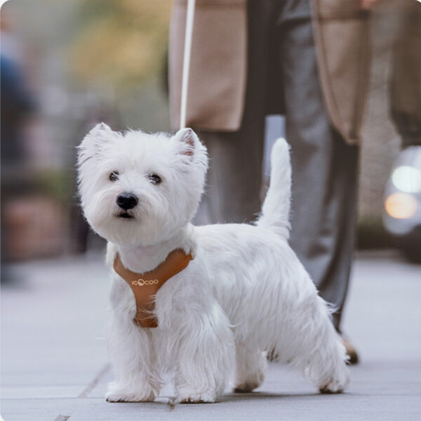 Leash Small And Medium-sized Dog Walking Leash Chest Strap