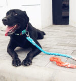Pet dog traction rope cotton hand-woven rope dog walking rope - Image 4