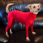 Pet Dog Jumpsuit Medium Large Dog Pajamas Anxiety - Image 7