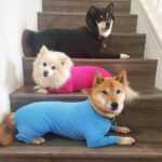 Pet Dog Jumpsuit Medium Large Dog Pajamas Anxiety - Image 10