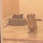 Pet Isolation Barrier Anti-fence Portable Folding Fence - Image 9