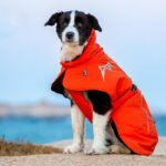 Pet Dog Cotton-padded Clothes Autumn And Winter Waterproof Warm With Velvet - Image 9