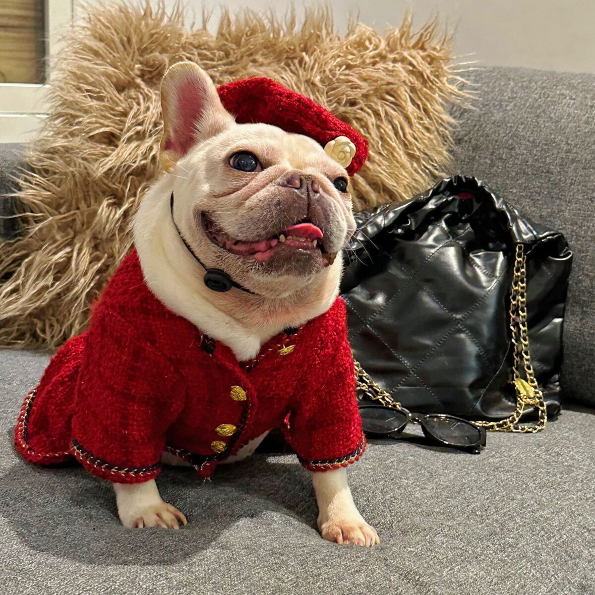 Pet Trendy Brand Popular Clothing - Image 10