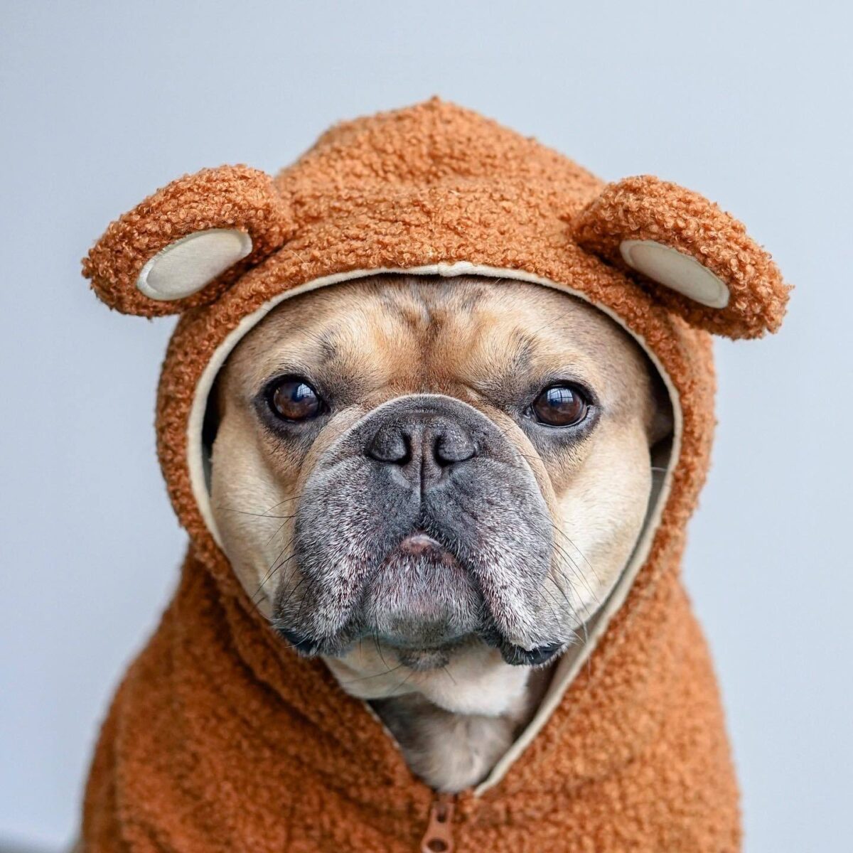 Pet Fashion Brand Fleece-lined Warm Ear-standing Sweater - Image 7