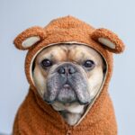 Pet Fashion Brand Fleece-lined Warm Ear-standing Sweater - Image 7