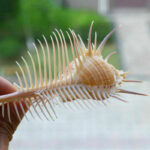 Ancient Conch Comb Conch Shell Aquarium Fish Decoration Specimen Conch - Image 6