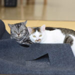 Cat hole blanket - Image 4