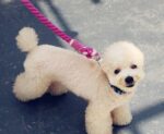Pet dog traction rope cotton hand-woven rope dog walking rope - Image 6