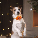 Pet Bow Tie Bow Dog Cat Headdress Solid Color Wave Point Hexagon