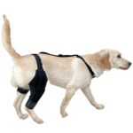 Leg Protector For Dogs Knee Brace Auxiliary Belt Joint Protection Pet Supplies Great Deal - Image 8