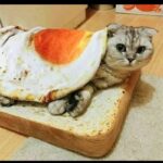 Poached egg quilt - Image 5
