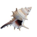 Natural Shell Conch Conch 5-9cm Home Fish Tank Micro Landscape Decoration - Image 5