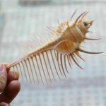 Ancient Conch Comb Conch Shell Aquarium Fish Decoration Specimen Conch - Image 9