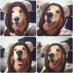 Winter Labrador dog four legged pet suit - Image 2