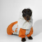 Pet Winter Color Matching Clothes - Image 2