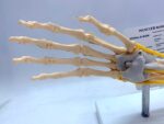 Ligament Joint Model Into Muscle Nerve Anatomy Human Skeleton Skull Arm Teaching Aid - Image 5