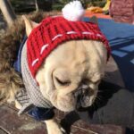 Funny woolen hat for pets to keep warm in winter - Image 3