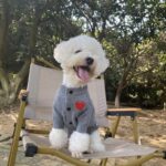 Dog Cat Autumn And Winter Warm Pet Sweater Small And Medium Solid Color Cardigan