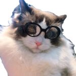 Pet Dog Cat Multi-color Sunglasses Cool Handsome Accessories - Image 4