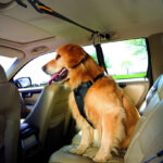Pet Safety Belt Dual-purpose Car Lanyard - Image 5