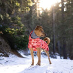 New Autumn And Winter Quilted Snow Warm Waterproof Large Dog Cotton Jacket Coat Jacket - Image 4
