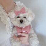 Lace Skirt Pet Dog Cat Skirt - Image 2