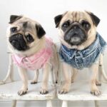 Pet Dog Washed Denim Jacket Clothes - Image 2