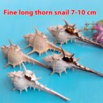 Natural Shell Conch Conch 5-9cm Home Fish Tank Micro Landscape Decoration - Image 2