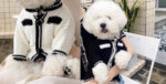 Dog Striped Knitted Sweater Cardigan Clothing - Image 4