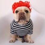 Creative Pet Simple Funny Wig Headgear - Image 2