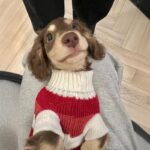 Sausage Dog Clothes Small Dog Cat Warm Thickened Sweater - Image 6
