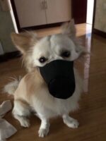 Go out pet mouth cover - Image 4