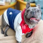 Three-color Pet Autumn And Winter Clothes Schnauzer Teddy French Fighting Cow Dog Cotton-padded Waistcoat Vest - Image 6