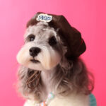 Dog Accessories Photo Concave Shape Pumpkin Hat