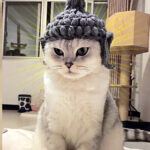Buddha wool Cat Hat pet knitting hat cos hat - Image 4