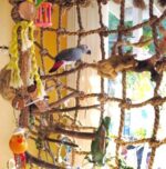 Parrot bird hemp rope climbing net - Image 3