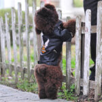 Pet Small Dog Sticker Embroidered Eagle Leather Jacket - Image 2