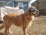 Dog Glasses Waterproof Snow-Proof Pet Goggles Soft Frame Comfortable Sunglasses For German Shepherd Dog - Image 3