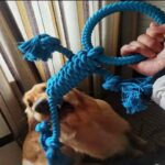 Modern Dog Bite Toy Tear-resistant Solid Color Dog Chew Toy Universal Pet Puppy Dog Chewing Toy - Image 3
