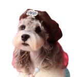 Dog Accessories Photo Concave Shape Pumpkin Hat - Image 5